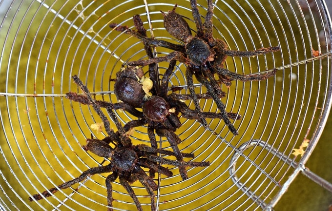 Nhện khổng lồ chiên giòn hút khách ở Campuchia