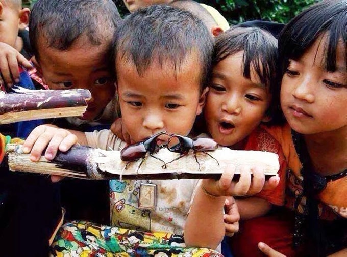 Bọ Hươu - Món côn trùng mới nổi tại Campuchia