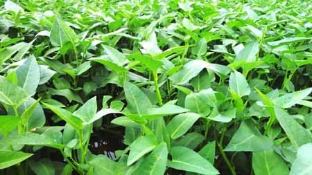 3 món ăn bình dân của Vua chúa xưa