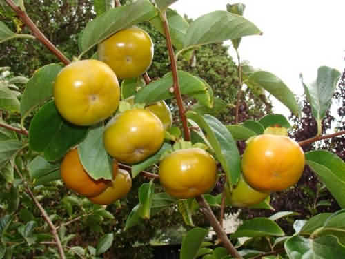 Hồng giòn- Đặc sản dân dã của Đà Lạt