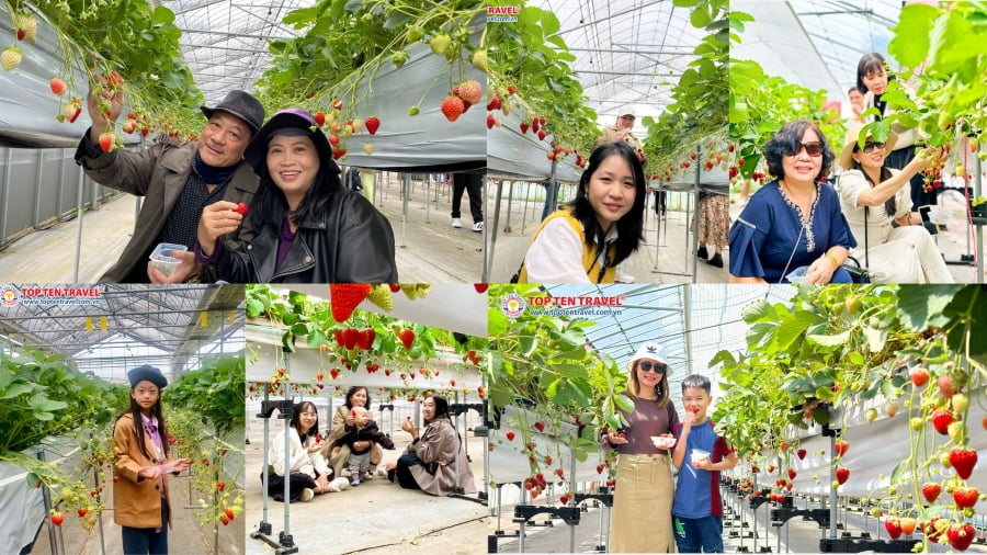 Tour Nhật Bản: Narita - Tokyo - Phú Sĩ - Yamanashi (No shop)