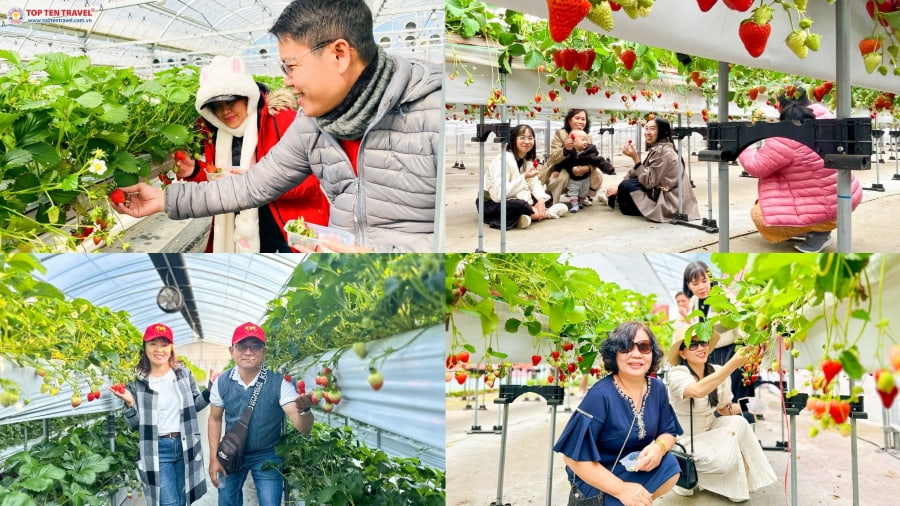 Tour Nhật Bản: Narita - Tokyo - Phú Sĩ - Yamanashi (No shop)