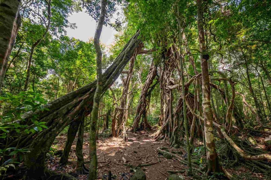 Tour Du Lịch Nam Cát Tiên - Nghỉ Dưỡng Resort Orchard
