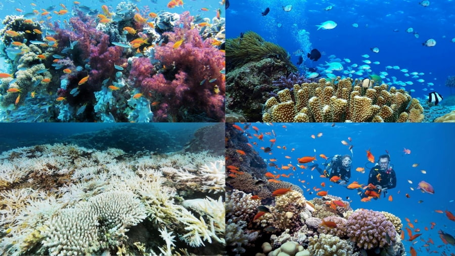 Với vị trí địa lý thuận lợi trong vùng biển nhiệt đới, Okinawa tự hào sở hữu một hệ sinh thái biển độc đáo và đa dạng