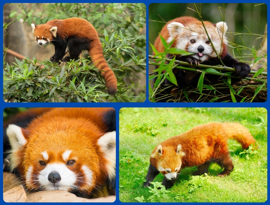 Gấu trúc đỏ - một loại gấu trúc độc đáo khác tại Bifengxia