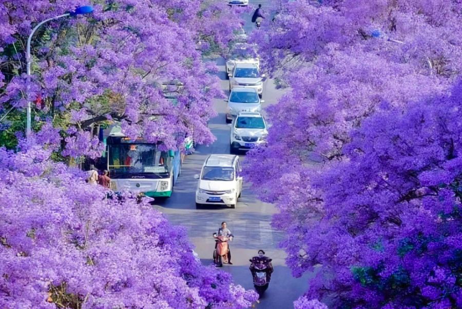 Royal Botanic Gardens Melbourne nằm ngay gần trung tâm thành phố, rất tiện lợi cho việc tham quan và di chuyển