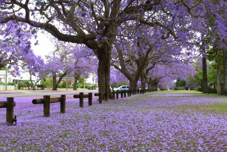 Những thảm hoa màu tím trở nên lung linh, rực rỡ vào mùa xuân