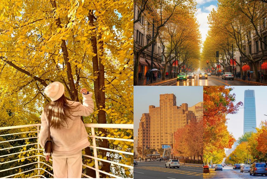 Thượng Hải mùa thu khiến ai cũng phải một lần say đắm