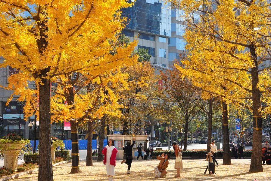 Vẻ đẹp rực rỡ của mùa thu Thượng Hải