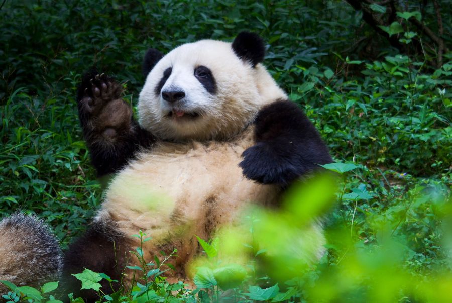 Công chúa gấu trúc "Hoa Hoa" - Một siêu sao nổi tiếng khắp các cõi mạng xã hội