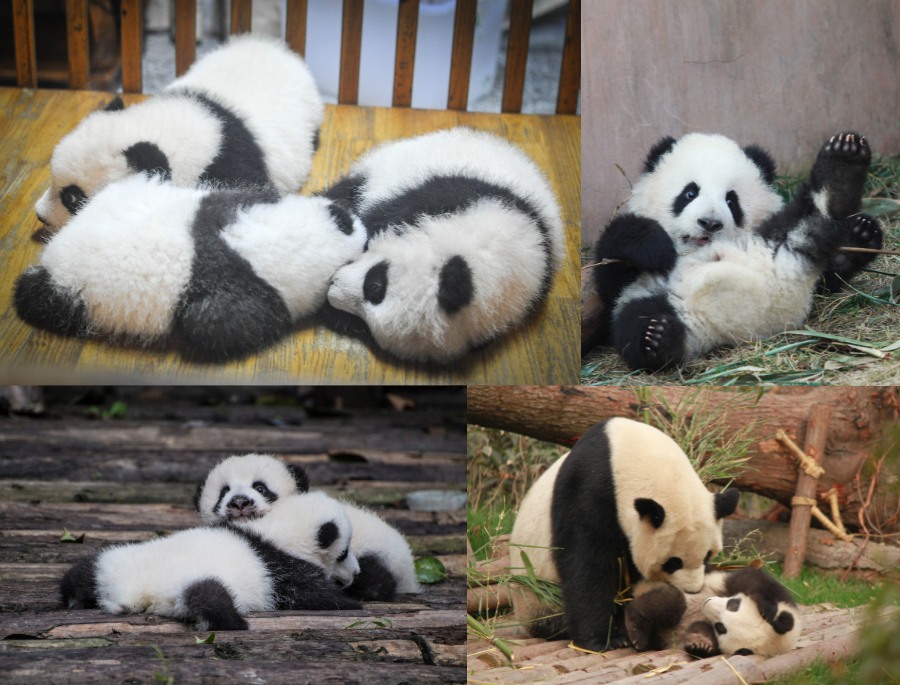 Kích thước siêu nhỏ của những chú gấu trúc con khi mới được sinh ra đời