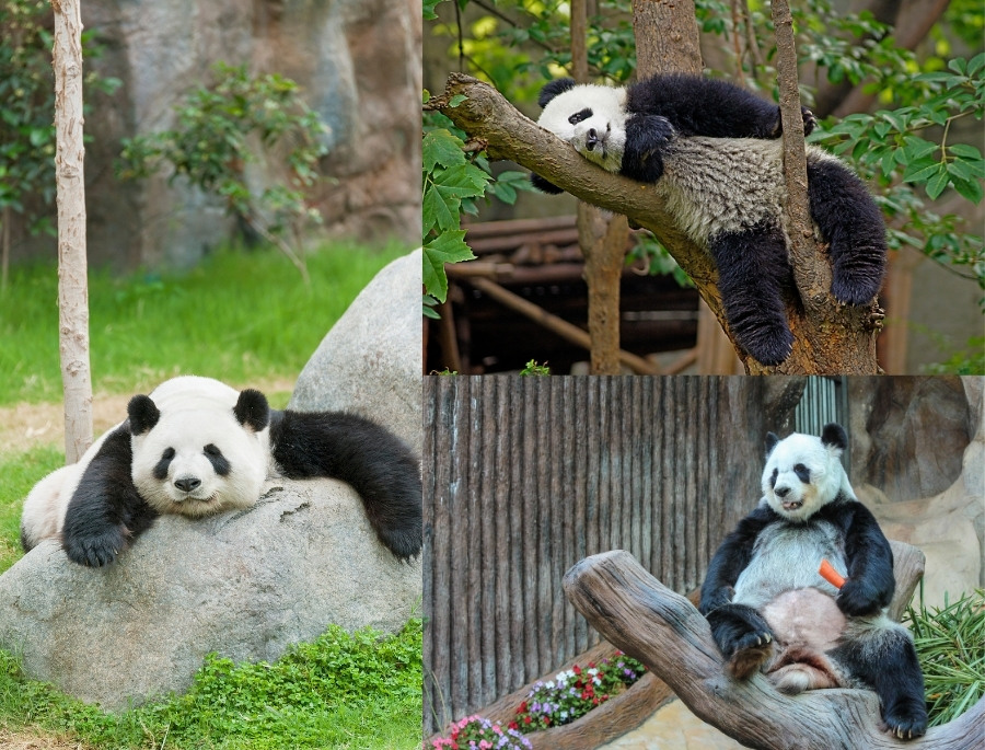 Hình ảnh những chú gấu trúc đáng yêu chắc chắn sẽ khiến Bạn bị mê hoặc