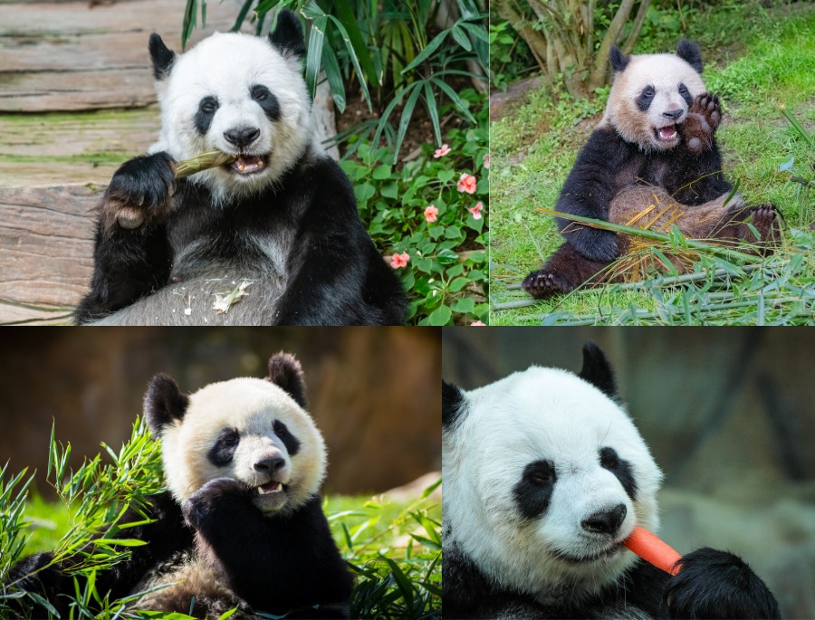 Chế độ ăn của gấu trúc gần như hoàn toàn là tre hoặc các loại rau củ quả