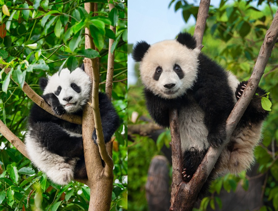 Thành Đô được mệnh danh là thủ phủ của những chú gấu trúc vô cùng đáng yêu