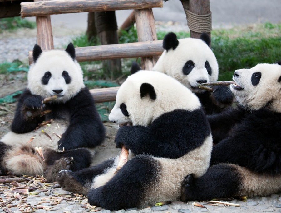 Gấu trúc khổng lồ (Giant Panda) từ lâu đã được công nhận là biểu tượng sinh thái và văn hóa của Trung Quốc