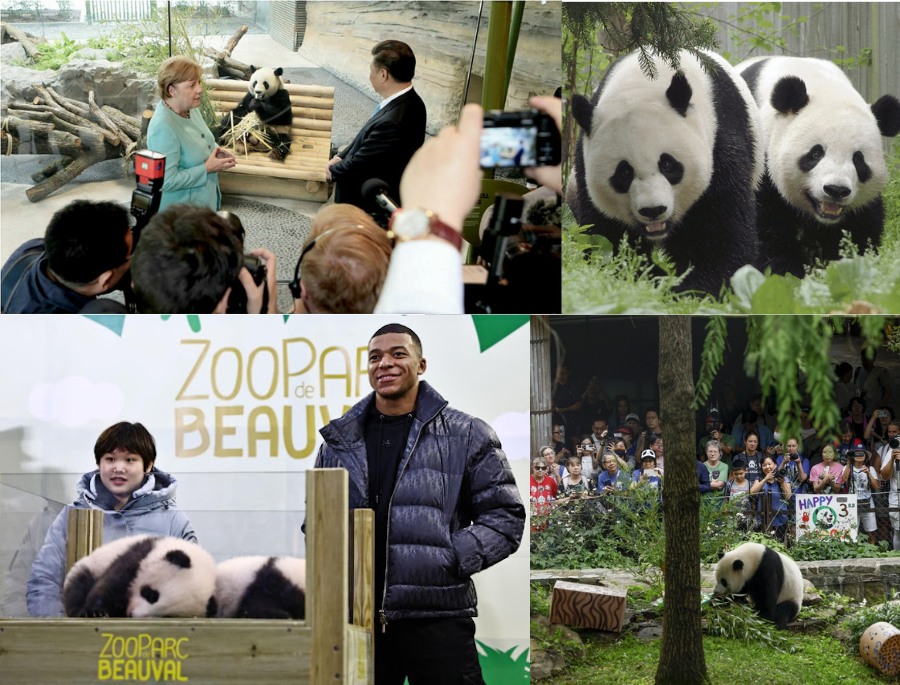 Gấu trúc được xem là "Sứ gái hòa bình" trong chính sách ngoại giao của Trung Quốc