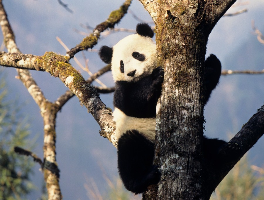 Vì môi trường tự nhiên khá khắc nghiệt, nên Gấu Trúc đã từng đứng trước nguy cơ tuyệt chủng