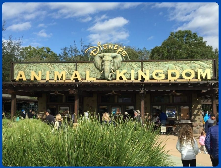 Animal Kingdom là địa điểm bảo tồn thiên nhiên hấp dẫn bậc nhất tại Walt Disney World