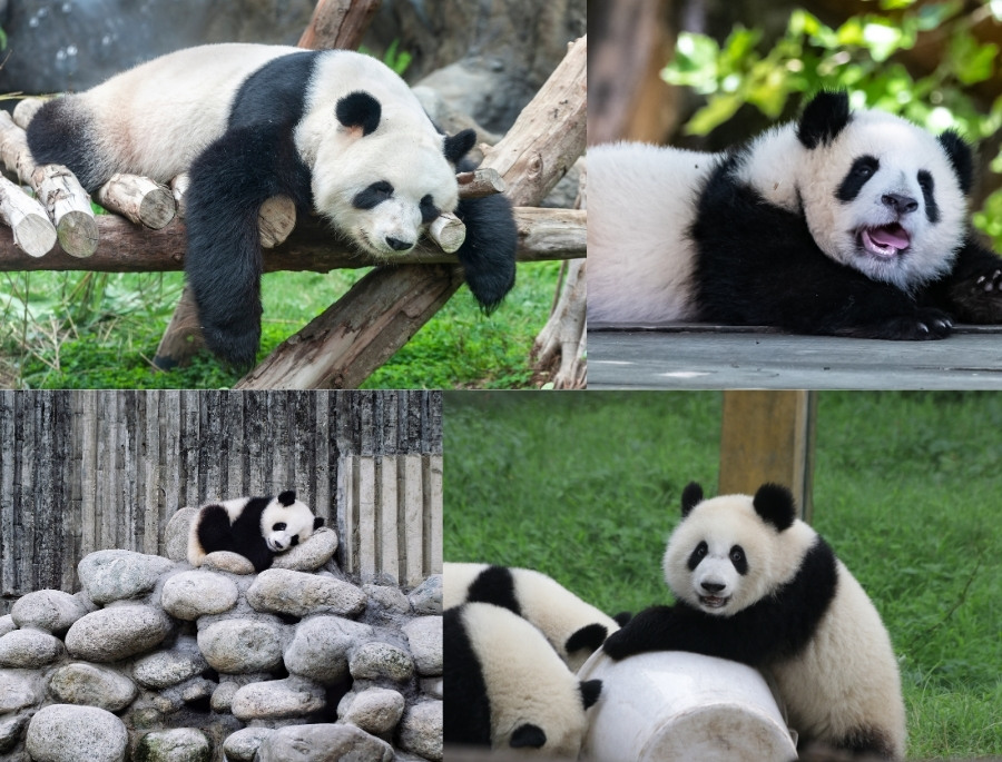 Nằm ngay trung tâm thành phố, trung tâm gấu trúc Thành Đô là địa điểm thuận tiện để du khách có thể ngắm nhìn những chú gấu trúc đáng yêu