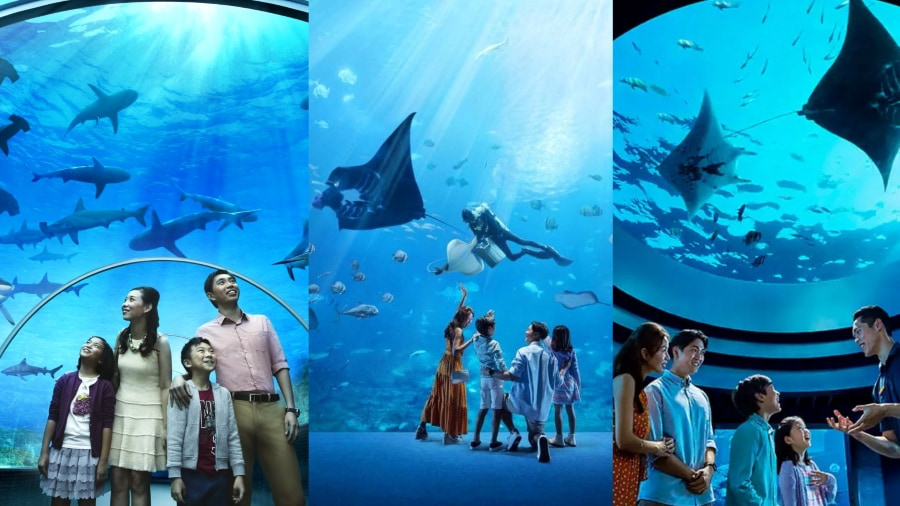 S.E.A. Aquarium là địa điểm nổi tiếng ở Singapore dành cho những ai muốn khám phá thế giới đại dương bao la