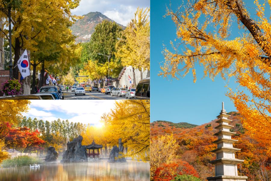 Khung cảnh rực rỡ của Hàn Quốc với những hàng cây đổi màu