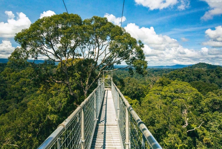Chinh phục cầu treo Canopy Walk là trải nghiệm nổi bật của nhiều du khách khi đến Ulu Temburong