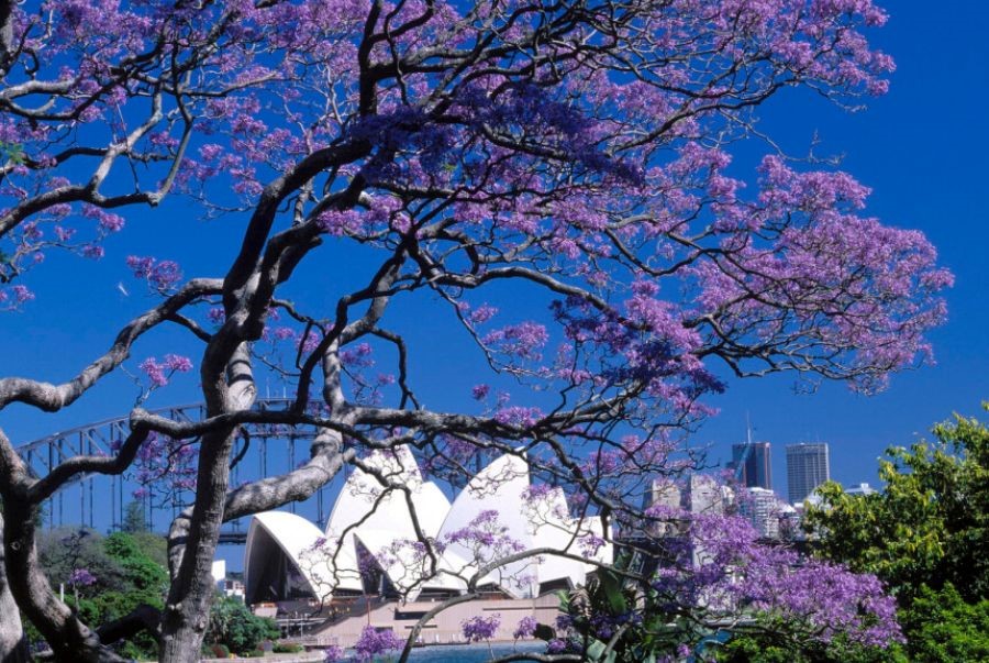 Sydney khoác lên mình màu áo tím trong lễ hội hoa Jacaranda