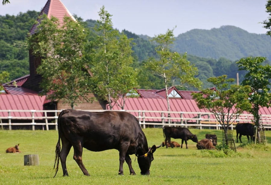 Bò Kobe được nuôi tại trang trại theo phương pháp đặc biệt để cho ra những loại thịt bò thượng hạng