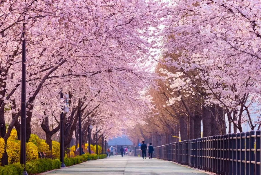 Công viên Yeouido luôn là điểm đến được săn đón nhất mỗi khi xuân về