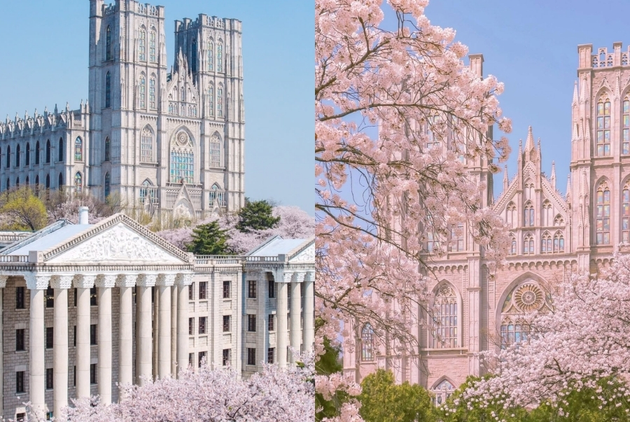 Hoa anh đào tại khuôn viên đại học Kyung Hee nở rộ vào khoảng đầu tháng 4