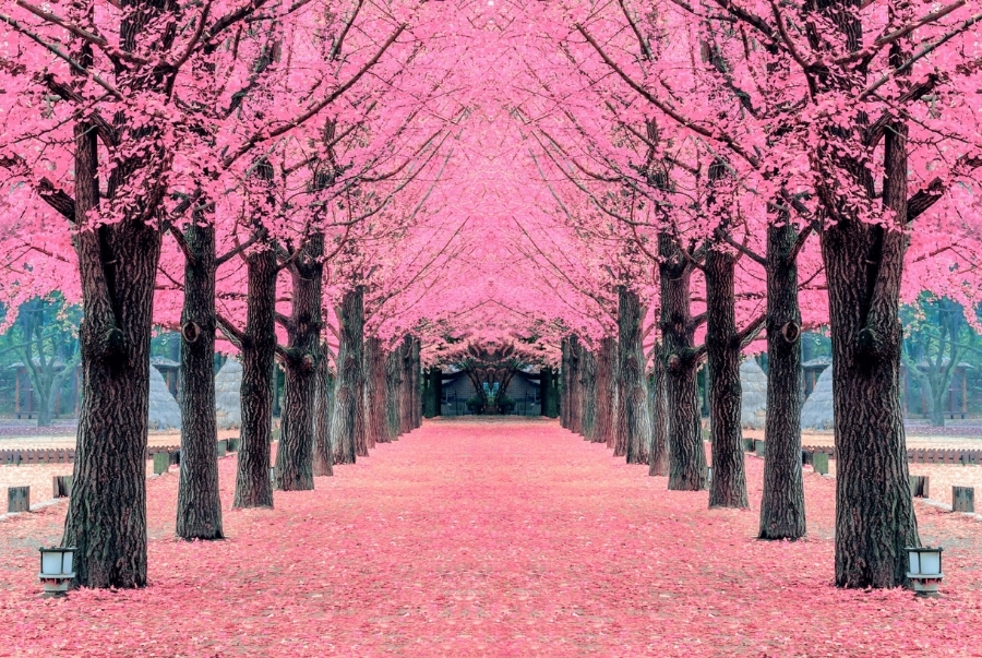 Đảo Nami là một trong những địa điểm nhất định phải đến vào mùa xuân