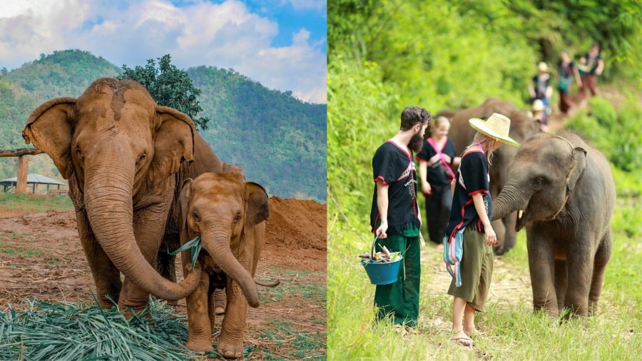 Làng bảo tồn Voi Elephant Nature Park – Trải nghiệm nhân văn