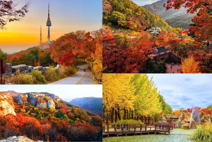 Hình ảnh những tán lá phong, lá ngân hạnh chuyển màu rực rỡ