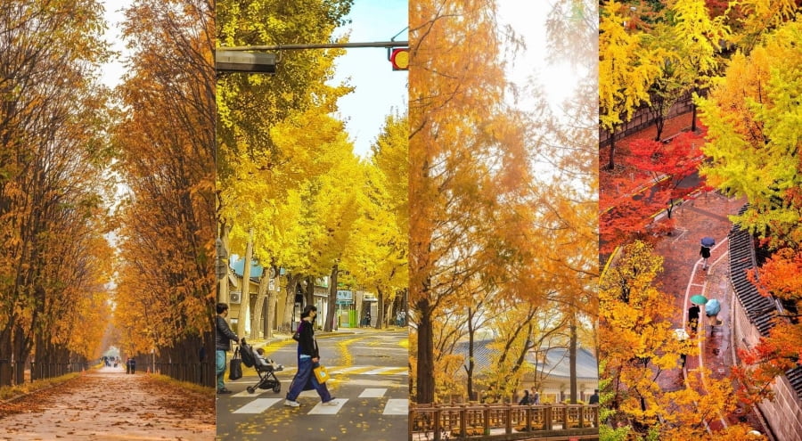 Check in “sống ảo” tại những con đường ngập tràn sắc đỏ tại Hàn Quốc