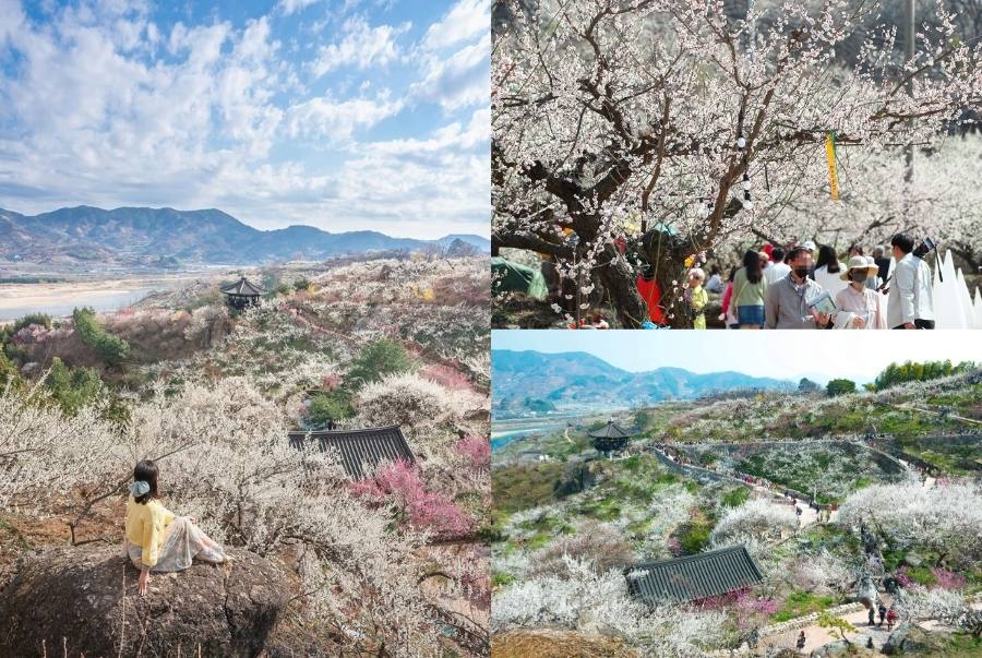 Lễ hội hoa mơ Gwangyang được tổ chức tại làng Maehwa