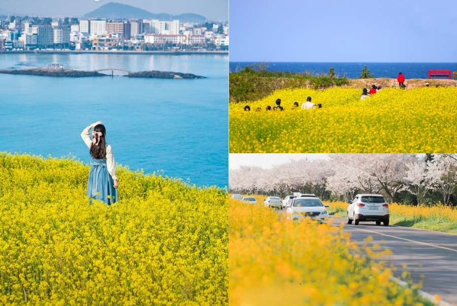 Lễ hội hoa cải dầu là lễ hội đặc trưng của mùa xuân Jeju