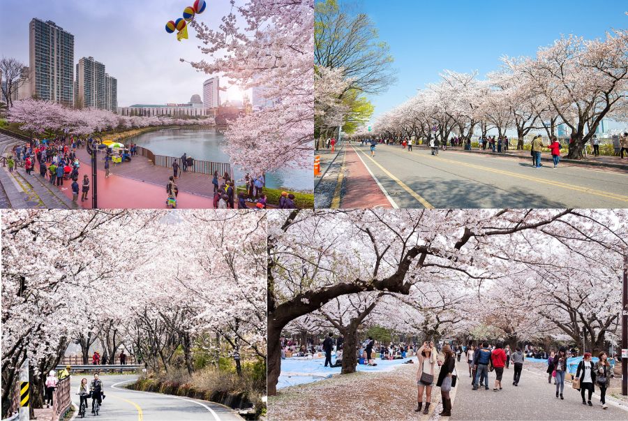 Lễ hội hoa anh đào E-World được ví như viên ngọc hồng giữa lòng thành phố