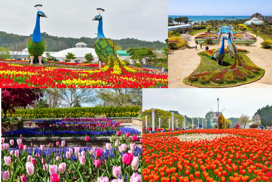 Cảnh sắc rực rỡ tại lễ hội hoa tulip tại Daegu Arboretum