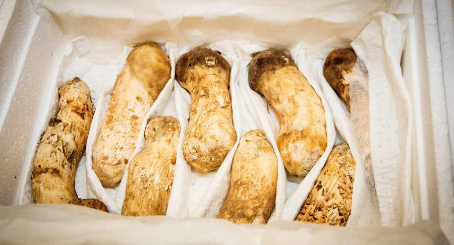 Nấm thông là một trong những đặc sản mùa thu Hàn Quốc quý hiếm, đắt giá nhất