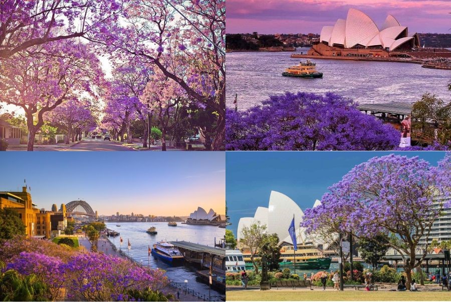 Các trải nghiệm hấp dẫn khi du lịch Sydney vào mùa xuân