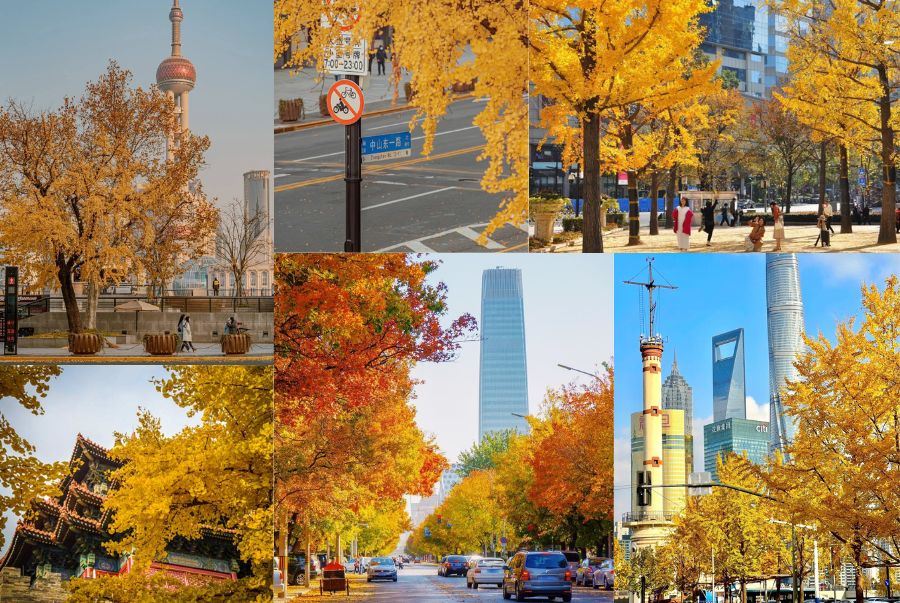 Thời tiết mùa thu tại Thượng Hải mát mẻ, trong lành và khô ráo