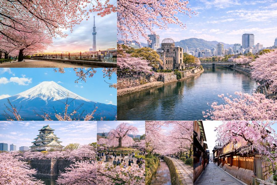 Khung cảnh mùa hoa anh đào rực rỡ tại Nhật Bản