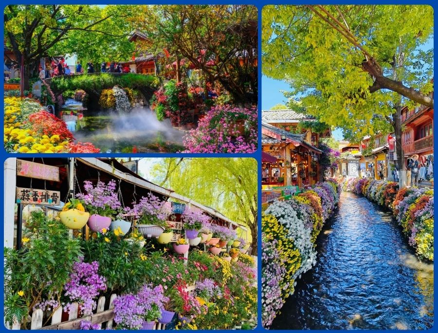 Khung cảnh rực rỡ, ngập tràn sắc hoa vào mùa xuân tại Lệ Giang