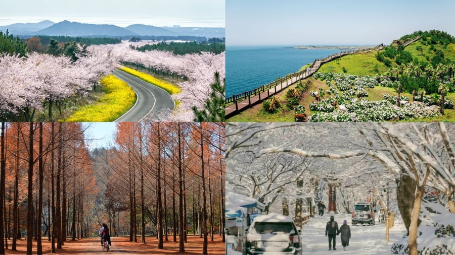 Mỗi mùa ở hòn đảo này đều mang một vẻ đẹp và sức hấp dẫn riêng biệt, biến Jeju thành một điểm đến quyến rũ quanh năm