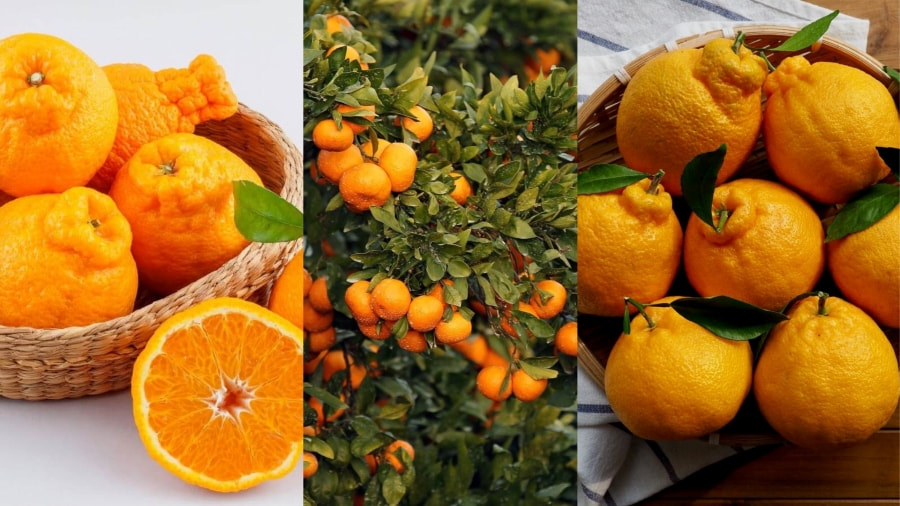 Quýt Jeju - Loại trái cây nổi tiếng đã trở thành một biểu tượng của hòn đảo này