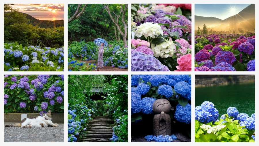 Du lịch Nhật Bản mùa hoa cẩm tú cầu luôn là một trải nghiệm thú vị, thu hút du khách từ khắp nơi trên thế giới