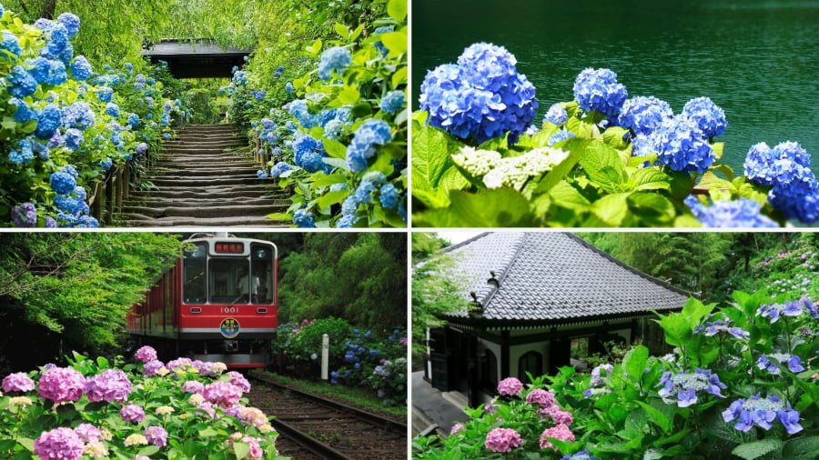 Mùa hoa cẩm tú cầu Nhật Bản mang một vẻ đẹp rung động lòng người