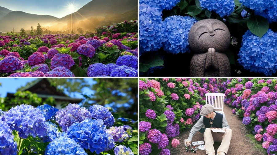 Nhật Bản sở hữu vô số địa điểm tuyệt vời để chiêm ngưỡng vẻ đẹp rực rỡ của hoa cẩm tú cầu