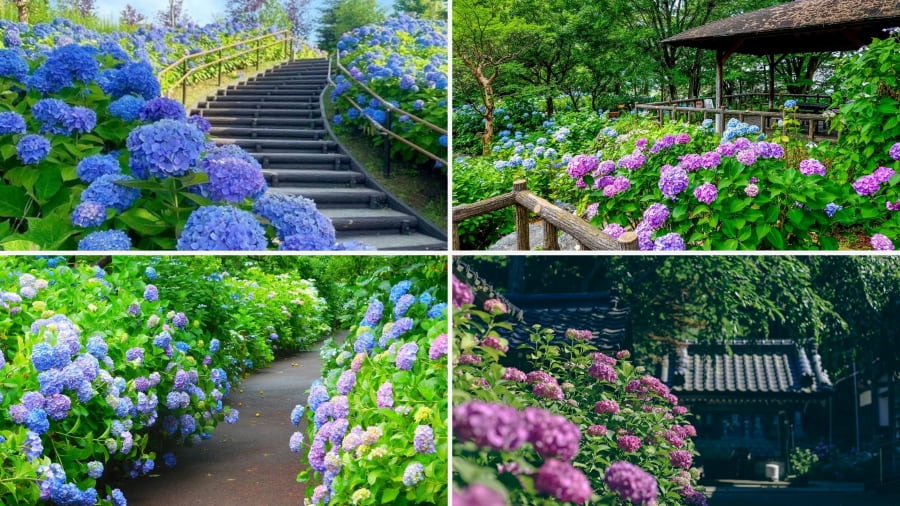 Mỗi địa điểm mang một vẻ đẹp riêng, hứa hẹn mang đến những khoảnh khắc đáng nhớ trong hành trình khám phá mùa hoa cẩm tú cầu tại Nhật Bản