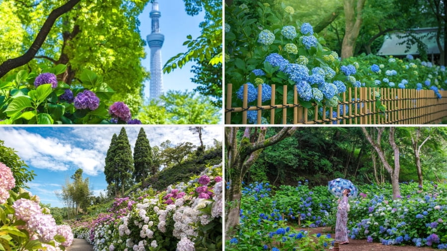 Mùa hoa cẩm tú cầu Nhật Bản là một trải nghiệm không thể bỏ lỡ đối với những ai yêu mến vẻ đẹp dịu dàng của loài hoa này